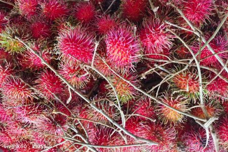 Ripe and Fresh Rambutans