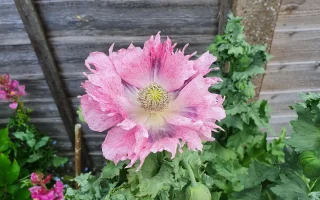 A beautiful pink poppy flower with lacy petals