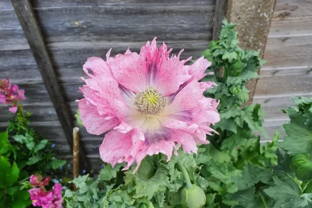 A beautiful pink poppy flower with lacy petals