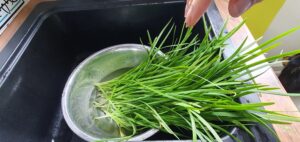 Freshly harvested chives needing a wash before cooking.